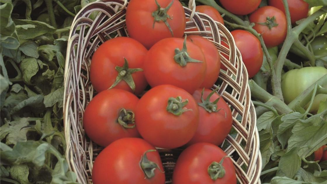 gz_002808_tomatoes_polbig Полбіг F1 - Зображення 1