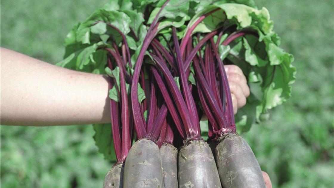 gz_003480_red_beet_taunus Таунус F1 - Зображення 1