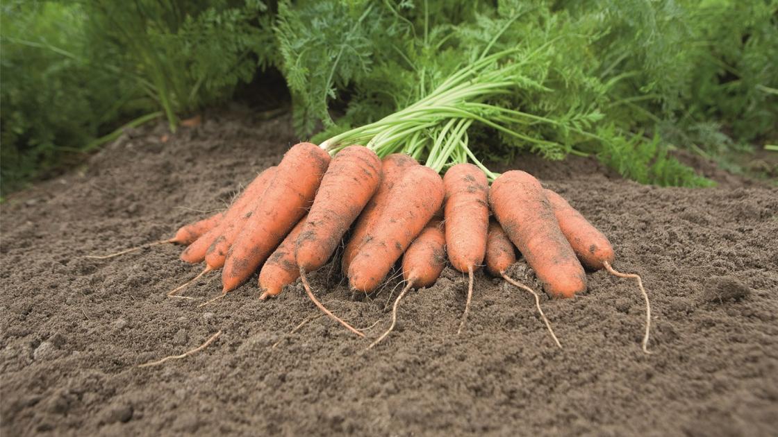 gz_003818_carrots_carini Каріні - Зображення 1