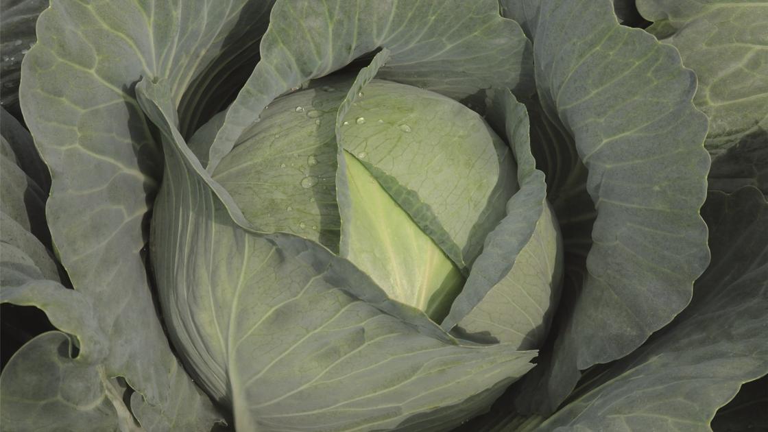 gz_004987_white_cabbage_typhoon Тайфун F1 - Зображення 1