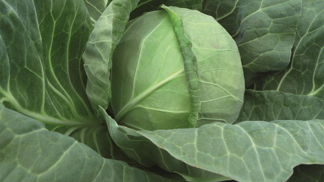 gz_004995_white_cabbage_tiara Тіара F1 - Зображення 1