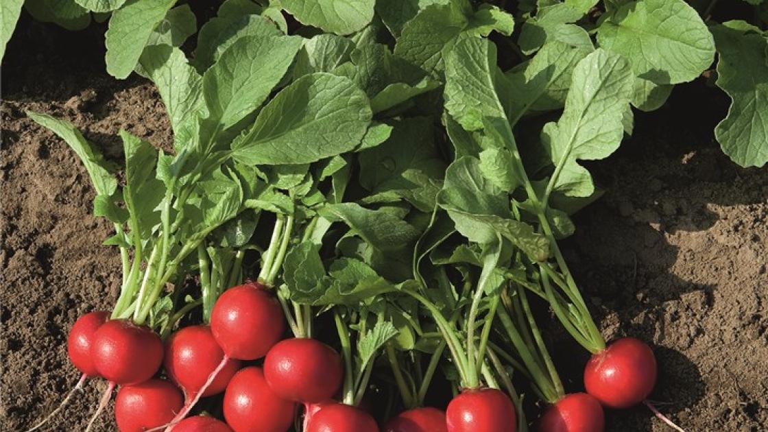 gz_005050_radish_rudolf Рудольф - Зображення 1