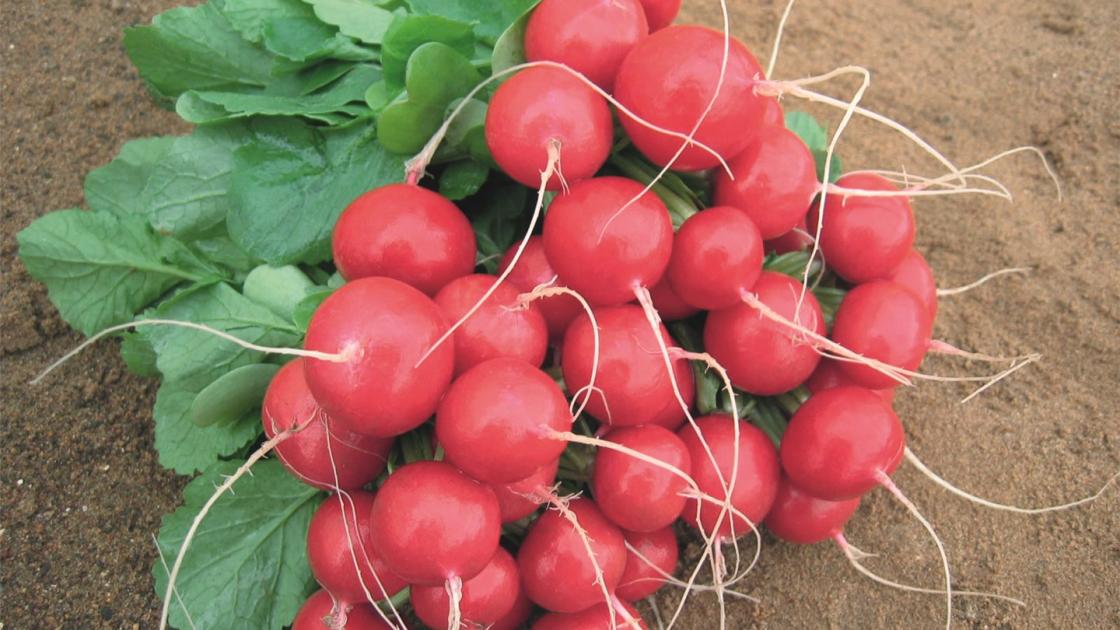 gz_008215_radish_rolex Ролекс F1 - Зображення 1