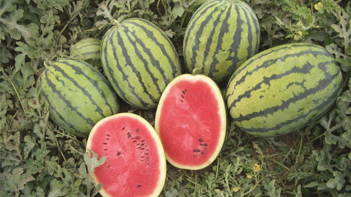 gz_010816_melon_bedouin Бедуін F1 - Зображення 1