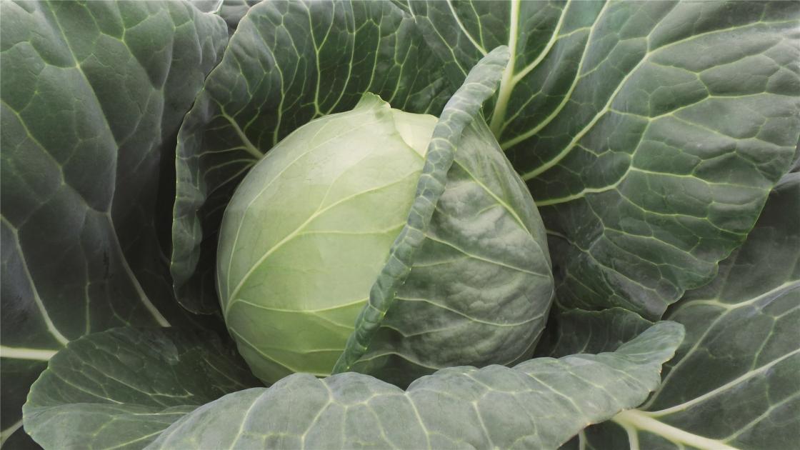 gz_010858_white_cabbage_farao Фарао F1 - Зображення 1