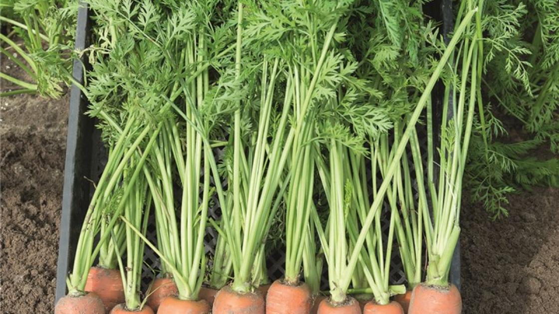 gz_011643_carrots_canada Канада F1 - Зображення 1