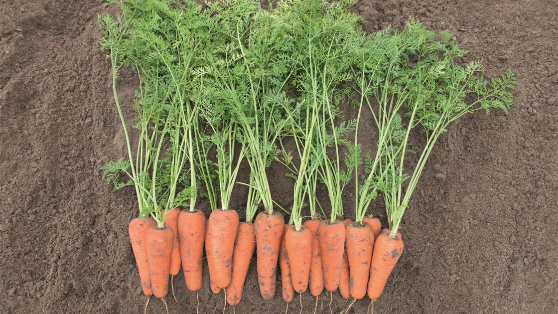 gz_012304_carrots_cesena Кесена F1 - Зображення 1