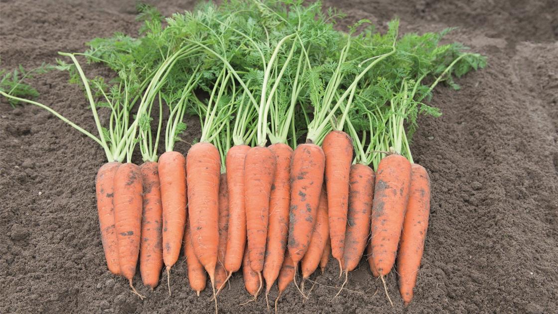 gz_012357_carrots_autumn_king_2_-_vita_longa Віта Лонга - Зображення 1