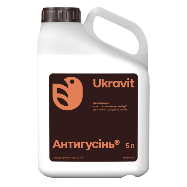 Антигусінь