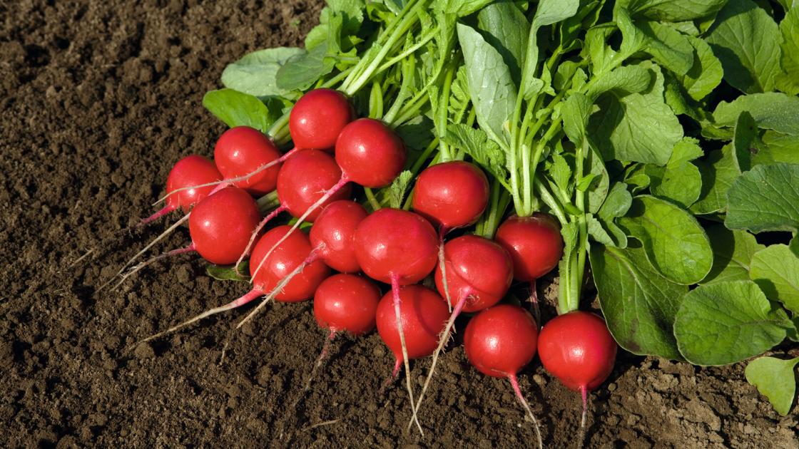 gz_005057_radish_rover Ровер F1 - Зображення 1