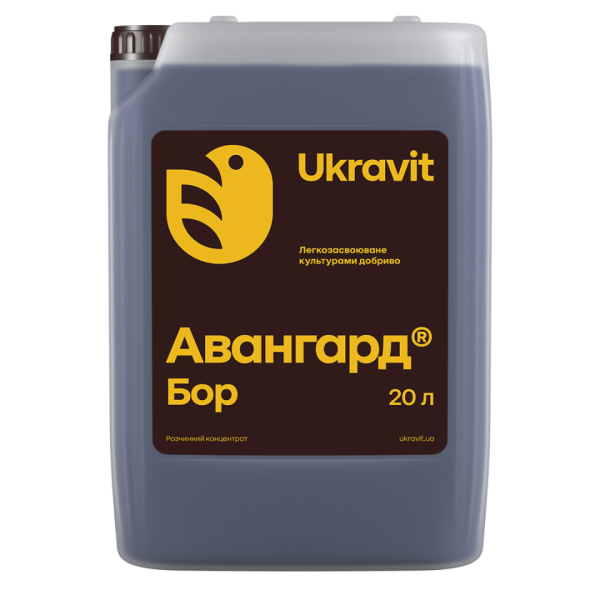 Авангард Бор
